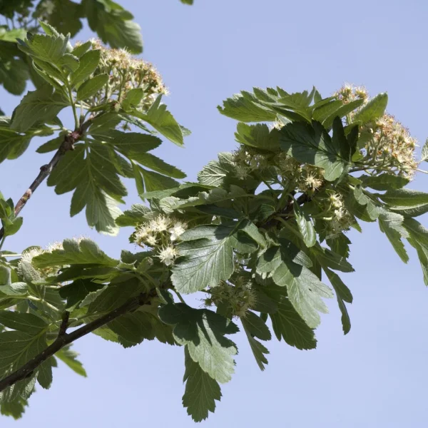 Sorbus hybrida 'Gibbsii' – Rosaceae
