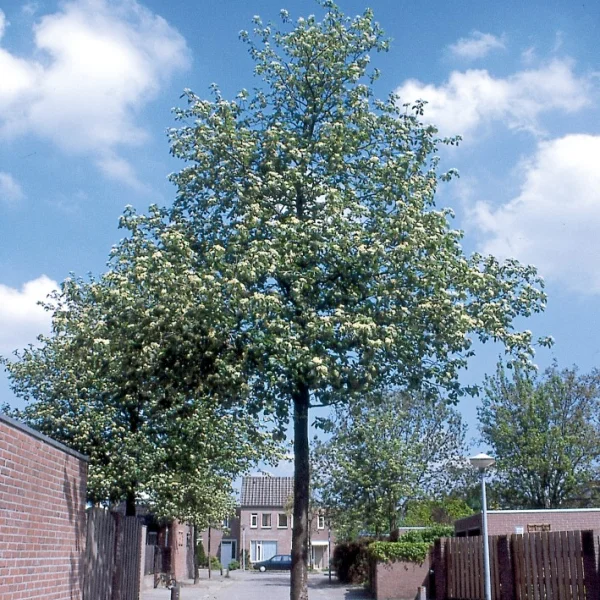 Sorbus latifolia 'Atrovirens' – Rosaceae