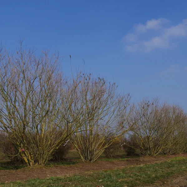 Amorpha canescens – Leguminosae