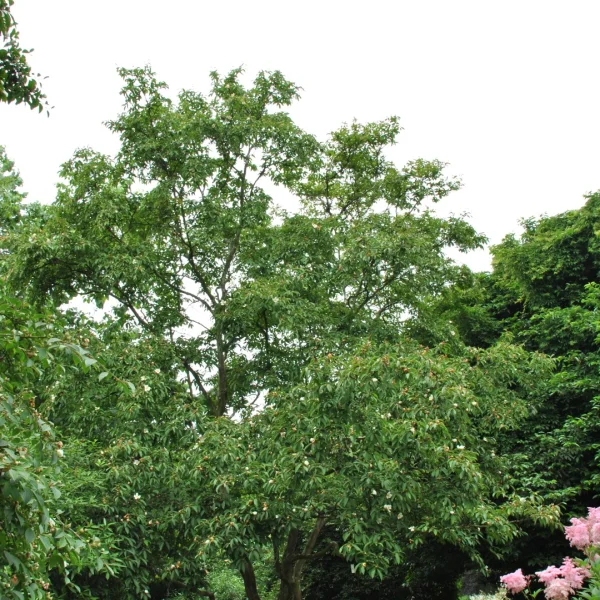 Stewartia pseudocamellia 'Koreana' – Theaceae