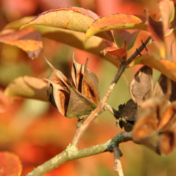 Stewartia rostrata – Theaceae