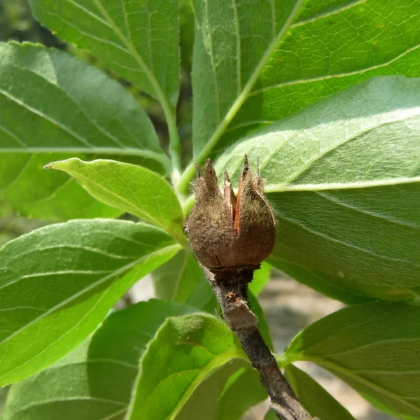 Stewartia sinensis – Theaceae