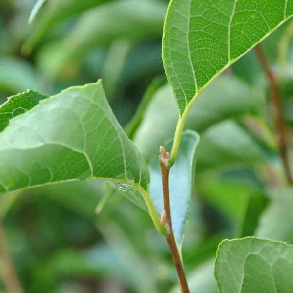 Styrax japonicus 'June Snow' – Styracaceae