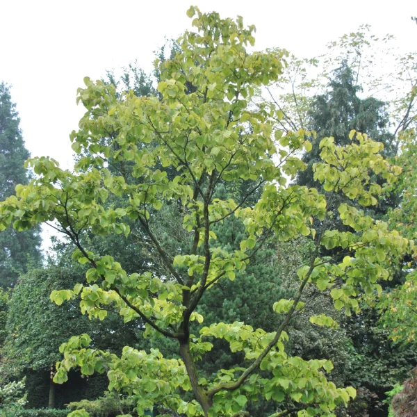 Styrax obassia – Styracaceae