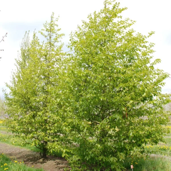 Sycoparrotia semidecidua 'Prins Claus' – Hamamelidaceae