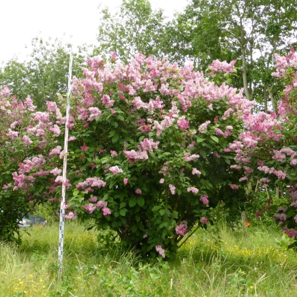 Syringa josikaea – Oleaceae
