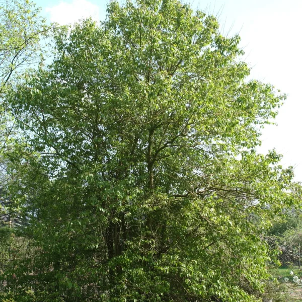 Syringa pekinensis – Oleaceae