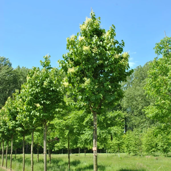 Syringa reticulata 'Ivory Silk' – Oleaceae