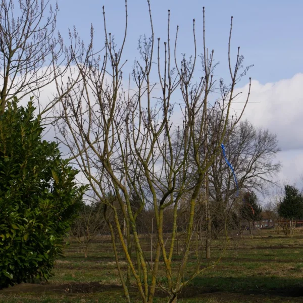 Syringa vulgaris – Oleaceae