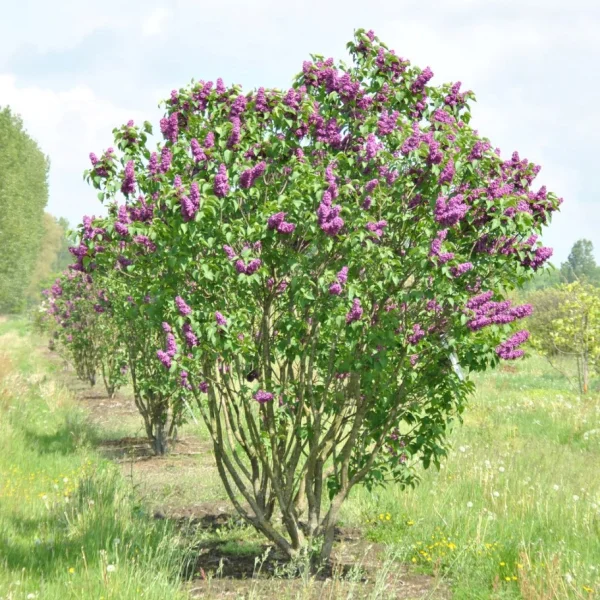 Syringa vulgaris 'Andenken an Ludwig Späth' – Oleaceae