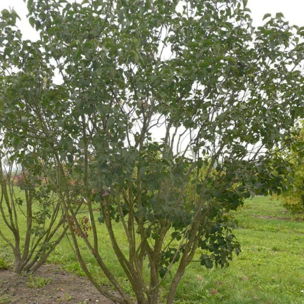 Syringa vulgaris 'Belle de Nancy' – Oleaceae