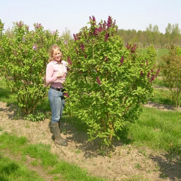Syringa vulgaris 'Charles Joly' – Oleaceae