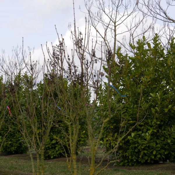 Syringa vulgaris 'Maximowicz' – Oleaceae