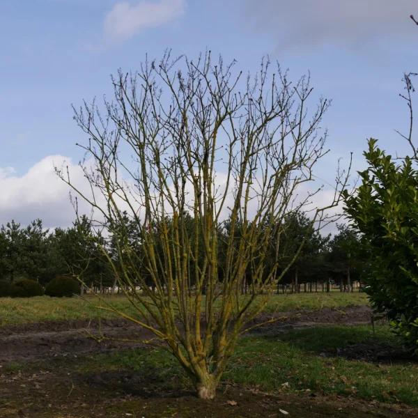 Syringa vulgaris 'Michel Buchner' – Oleaceae