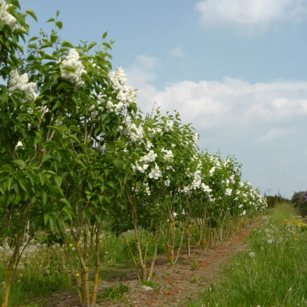Syringa vulgaris 'Mme Lemoine' – Oleaceae