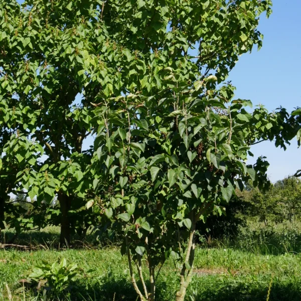 Syringa vulgaris 'Monique Lemoine' – Oleaceae