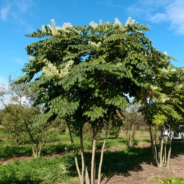 Aralia elata – Araliaceae