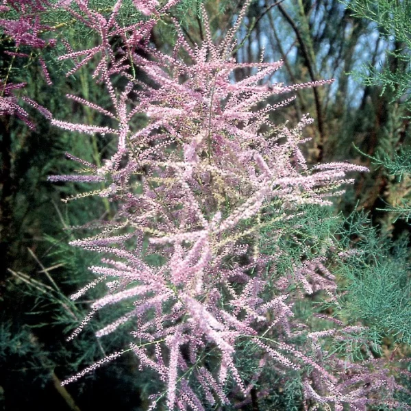 Tamarix tetrandra – Tamaricaceae