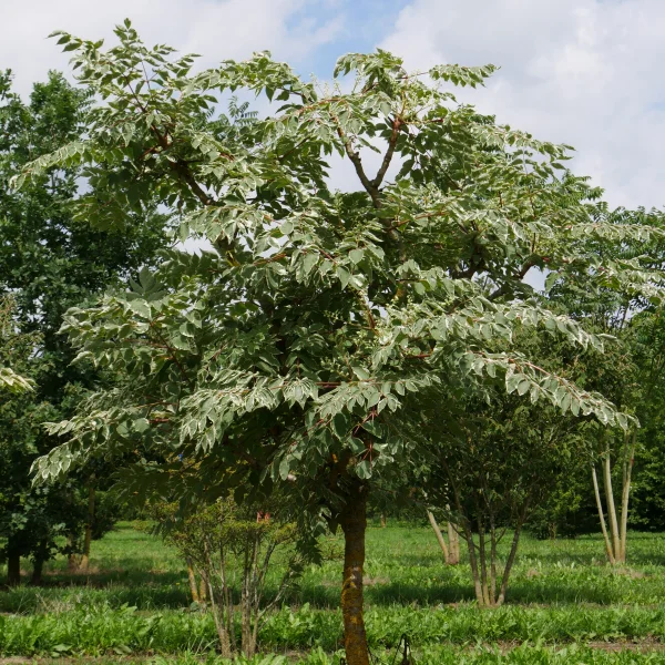 Aralia elata 'Variegata' – Araliaceae