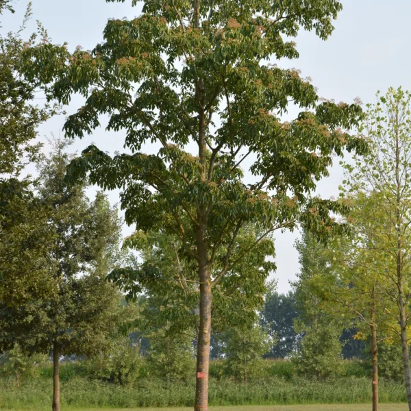 Tetradium daniellii &ndash; Rutaceae