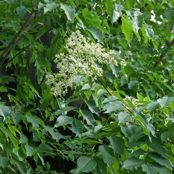 Tetradium daniellii – Rutaceae