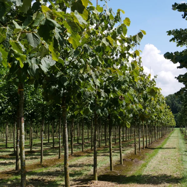 Tilia americana 'Neglect' – Tiliaceae