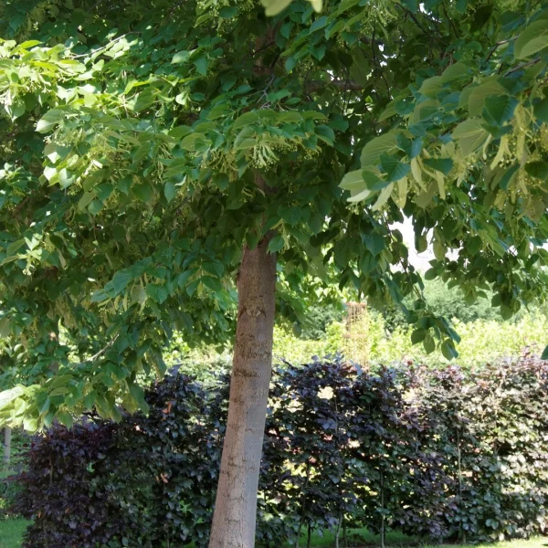 Tilia americana 'Nova' – Tiliaceae