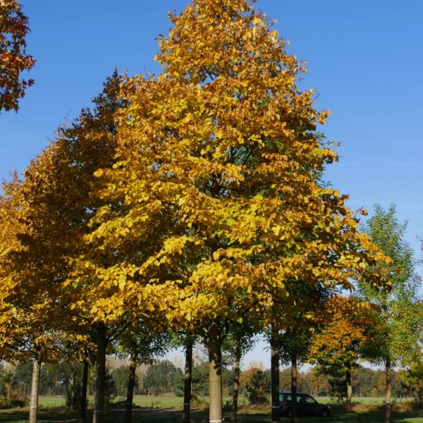 Tilia argentea – Tiliaceae