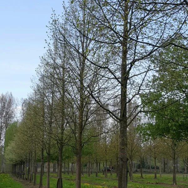 Tilia cordata 'Dombrie' – Tiliaceae