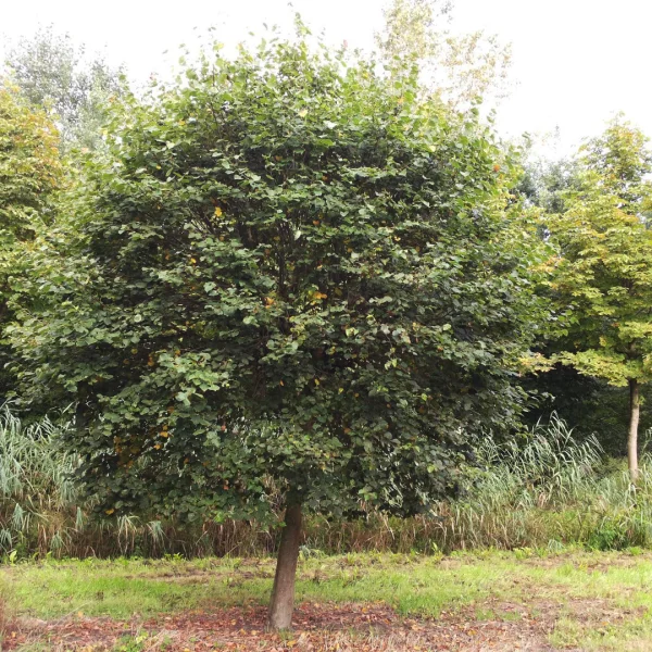 Tilia cordata 'Monto' – Tiliaceae