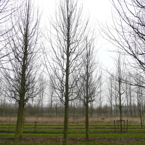 Tilia cordata 'Select' – Tiliaceae