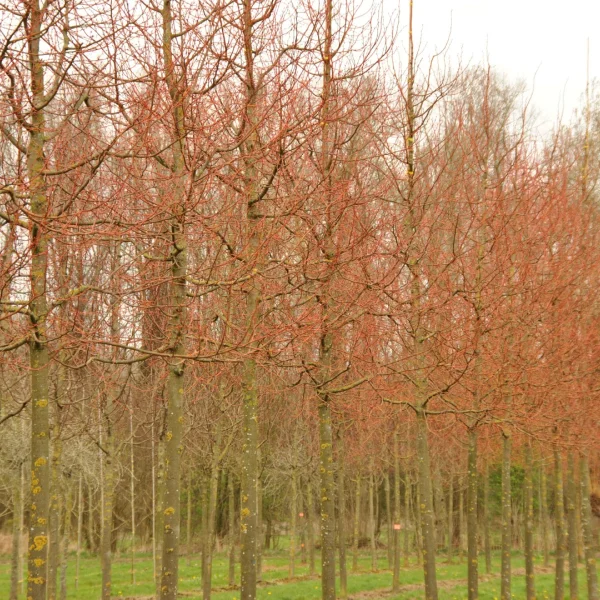 Tilia cordata 'Winter Orange' – Tiliaceae