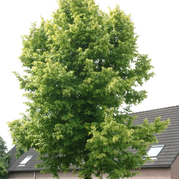Tilia ×europaea 'Wratislaviensis' – Tiliaceae
