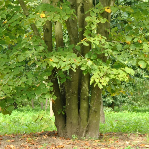 Tilia ×europaea 'Zwarte Linde' – Tiliaceae