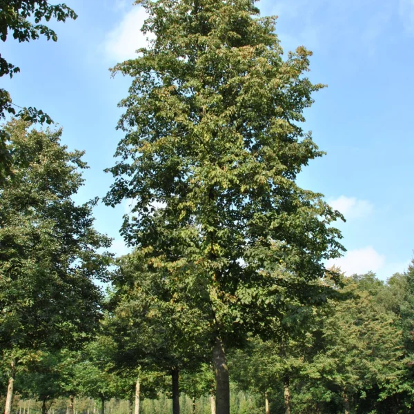 Tilia ×flavescens 'Glenleven' – Tiliaceae