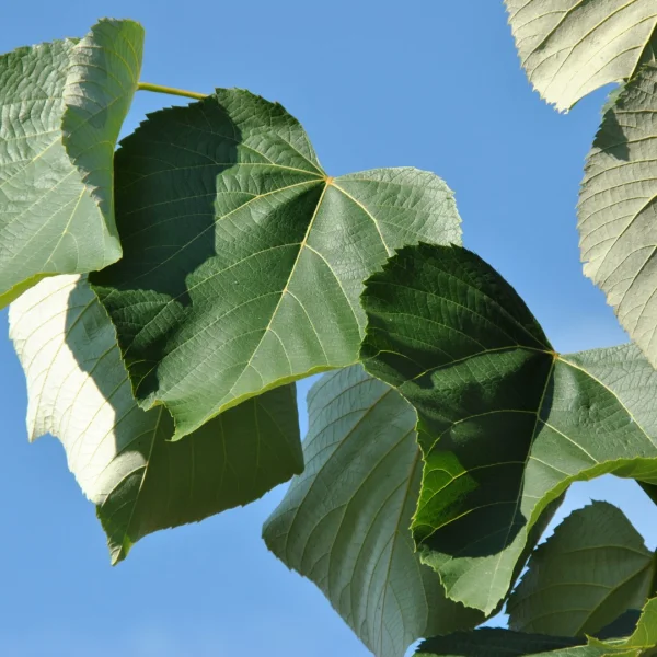 Tilia heterophylla 'Prestige' – Tiliaceae