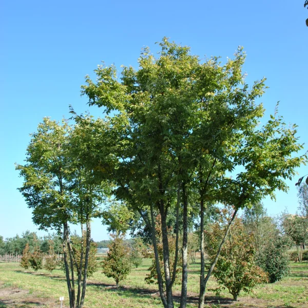 Tilia kiusiana – Tiliaceae
