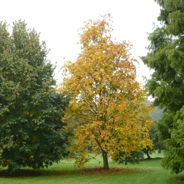 Tilia amurensis var. taquetii – Tiliaceae