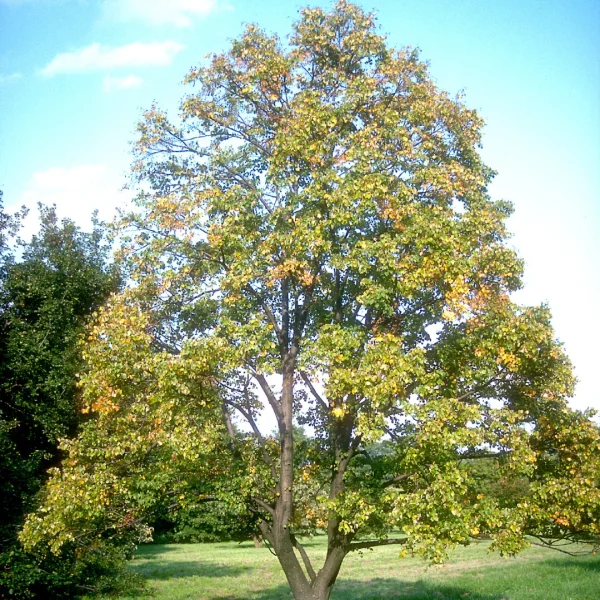 Tilia mongolica – Tiliaceae