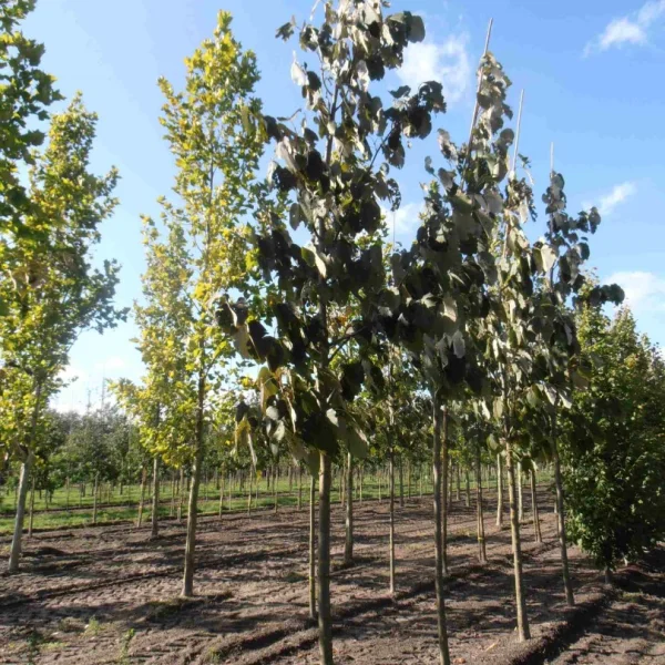 Tilia monticola – Malvaceae