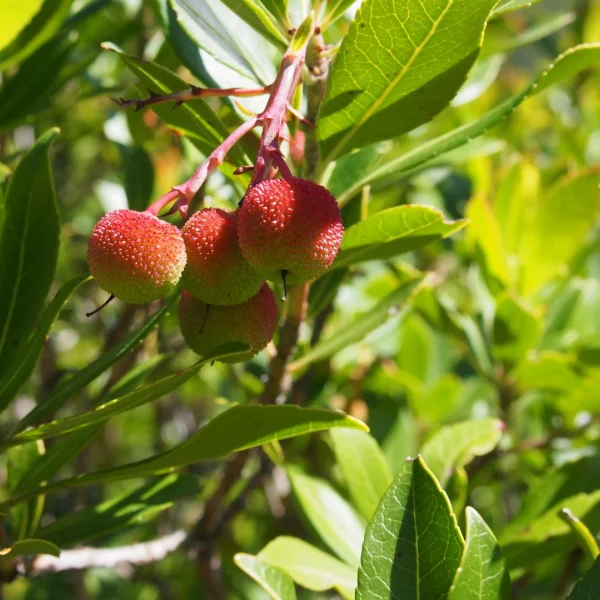 Arbutus unedo – Ericaceae