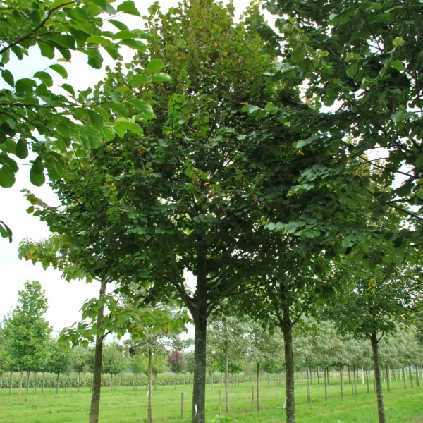 Tilia platyphyllos 'Fastigiata' – Tiliaceae