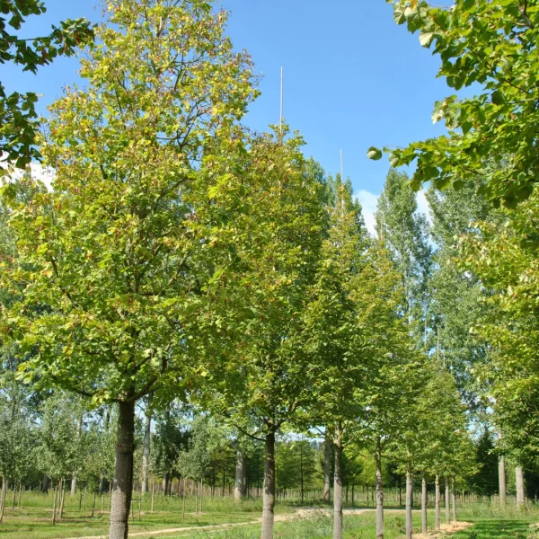 Tilia platyphyllos 'Prince's Street' – Tiliaceae
