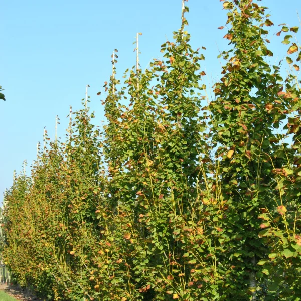 Tilia platyphyllos 'Pyramidalis Aurea' – Tiliaceae
