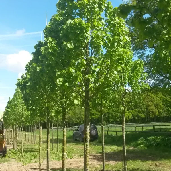 Tilia platyphyllos 'Zelzate' – Tiliaceae