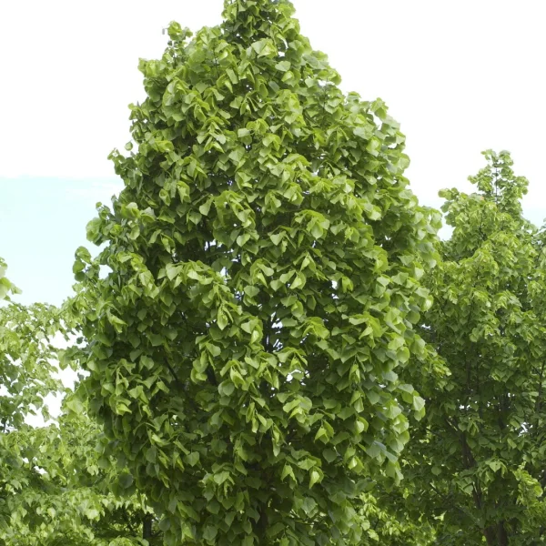 Tilia platyphyllos 'Örebro' – Tiliaceae