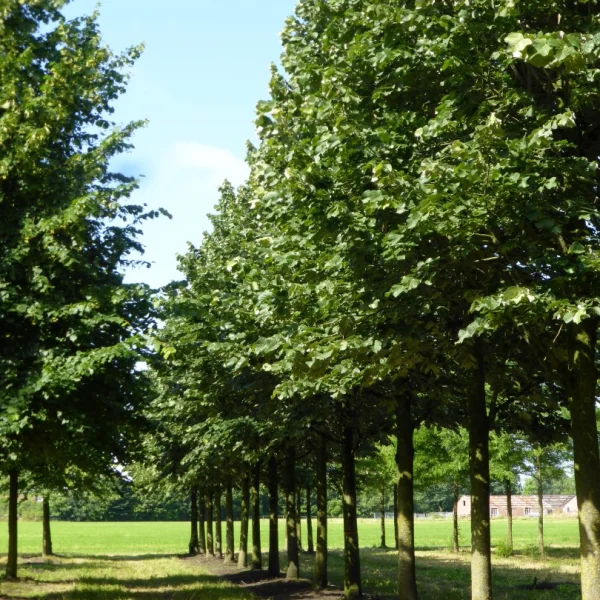 Tilia tomentosa 'Doornik' – Tiliaceae