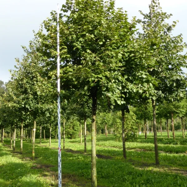 Tilia tomentosa 'Silver Globe' – Tiliaceae