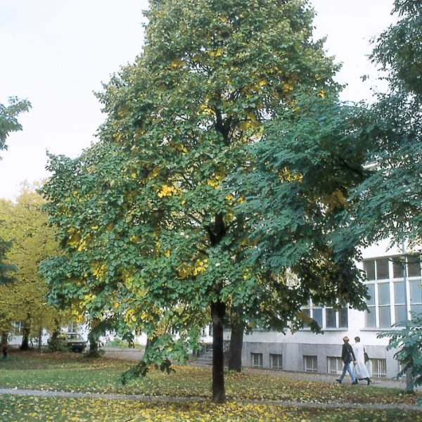Tilia tomentosa 'Varsaviensis' – Tiliaceae
