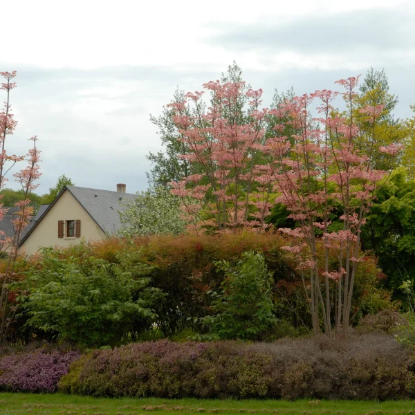 Toona sinensis 'Flamingo' – Meliaceae
